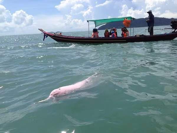 Chiều dài của một con cá heo hồng trưởng thành là từ 2 - 3,5 mét và của con non là khoảng 1 mét, trọng lượng trung bình khoảng 150 - 230 kg. Loài cá này có thể sống đến 40 năm.