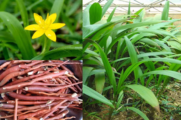 Loài cây này có đặc tính ưa ẩm, ưa sáng và có thể hơi chịu bóng, chúng thường mọc ở nơi đất màu mỡ. Tại Việt Nam, sâm cau chủ yếu phân bố rải rác ở các tỉnh vùng núi, từ Lai Châu, Tuyên Quang, Cao Bằng, Sơn La tới Hòa Bình.