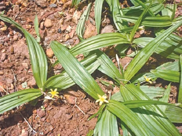 Trong thân rễ sâm cau có chứa tinh bột, chất nhầy, tanin, acid béo, beta-sitosterol, stigmasterol và các hợp chất flavonoid, các chất thuộc nhóm cycloartan, triterpenic, cycloartan glycosid là curculigosaponin (A, B, C, D), các chất Steroid có tác dụng tương tự như nội tiết tố nam testosteron.