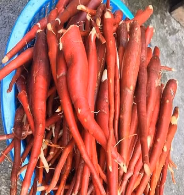 Bộ phận dùng làm thuốc của cây sâm cau là thân rễ, có tên dược liệu là tiêm mao. Phần rễ chính của cây có dạng củ, có các rễ con to bám quanh thân rễ chính, đây là bộ phận quý nhất của cây (rễ phình to dạng củ như củ sâm).