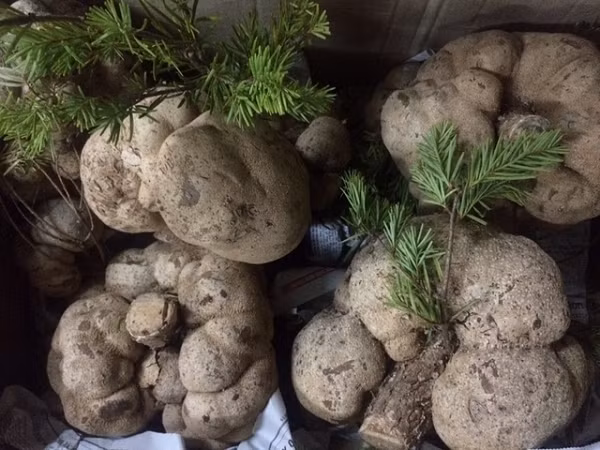 Loại nấm này chỉ mọc trên ngọn cây vân sam - một loại cây cổ thụ họ thông, có nhiều ở vùng núi Hoàng Liên Sơn. Khi côn trùng sâu bọ đục khoét thân cây vân sam, thân cây sẽ sinh ra chất nhựa để bảo vệ vết thương, từ cục nhựa này có thể mọc ra củ nấm phục linh thiên.