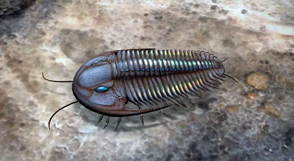 Trước đây, một nghiên cứu của các nhà khoa học cho thấy loài Trilobite đã bị những sinh vật biển cổ đại khác ăn thịt nhờ những phần thân của chúng trong ruột của động vật hóa thạch khác có 510 triệu tuổi.