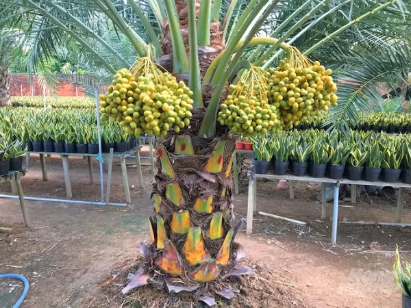 Lá cây có hình dạng chiếc lông chim, chiều dài trung bình khoảng từ 3m đến 6m. Các cọng của lá tỏa ra có chiều rộng tầm khoảng 2cm và chiều dài khoảng 0,3m.
