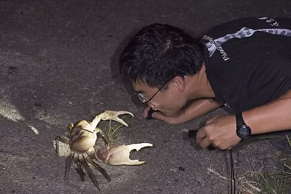 Để lý giải điều này, cần có những nghiên cứu chuyên sâu đa ngành như dòng chảy hải lưu, lưới thức ăn của loài, sinh thái, di truyền… cũng như những điều kiện môi trường sống cụ thể của loài cua xe tăng Côn Đảo.