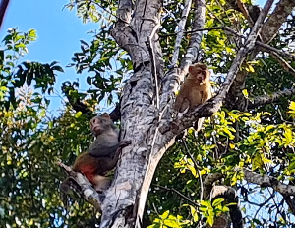 Sau hơn 1 năm được chăm sóc kỹ lượng tại VQG Vũ Quang, 5 cá thể động vật hoang dã quý hiếm trên đã đảm bảo điều kiện về sức khỏe để trở về môi trường tự nhiên.