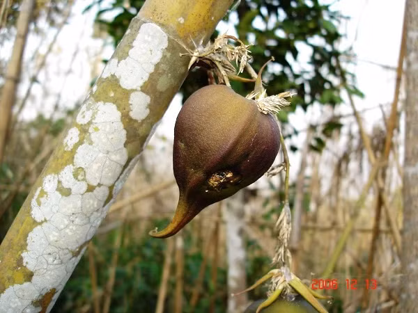 Cây Melocanna Baccifera là cây thuộc họ tre, trúc, chiếm phần lớn số lượng các loài cây cùng họ tại Ấn Độ. Cây chỉ cho hoa mỗi 44 - 48 năm/lần, thậm chí là lâu hơn.