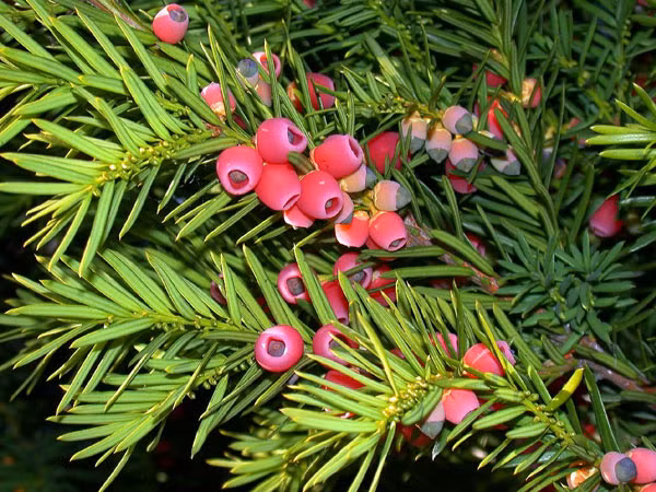 Thủy tùng English Yew (Taxus baccata) có độc tính rất mạnh. Thành phần độc trong cây là alkaloids taxine, nó có ở tất cả mọi bộ phận trừ lớp vỏ ngoài của hạt. Độc có thể dẫn đến những triệu chứng nghiêm trọng như chóng mặt, khô miệng, giãn đồng tử, suy nhược, nhịp tim bất thường và dẫn đến tử vong.