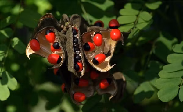 Cây Rosary Pea chứa nhiều abrin, hoạt động bằng cách xâm nhập vào các tế bào của cơ thể để ức chế tổng hợp protein quan trọng. Không có thuốc giải độc cho abrin và điều trớ trêu là hạt giống trong quả này được sử dụng làm trang sức trên toàn thế giới.
