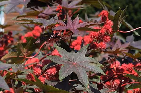 Cây thầu dầu (Ricinus communis) có chứa chất ricin cực độc. Chất ricin gây chết người bởi nó can thiệp vào quá trình trao đổi chất của tế bào cần thiết để duy trì sự sống. Nạn nhân có thể nôn mửa, tiêu chảy và co giật một tuần trước khi chết vì suy tạng.