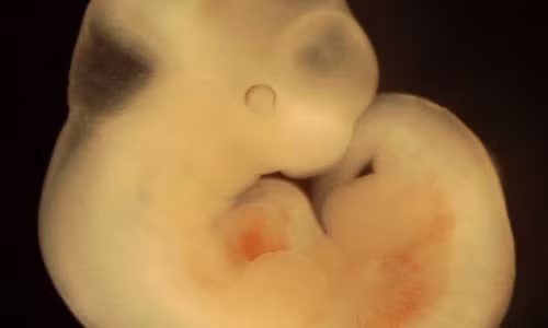 Phát kiến ghép phôi người với chuột gây tranh cãi nảy lửa Phat kien ghep phoi nguoi voi chuot gay tranh cai nay lua