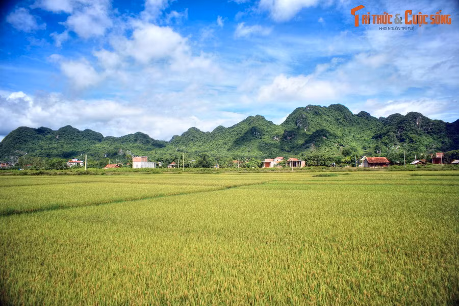Mùa vàng ở Di sản thế giới Phong Nha - Kẻ Bàng.