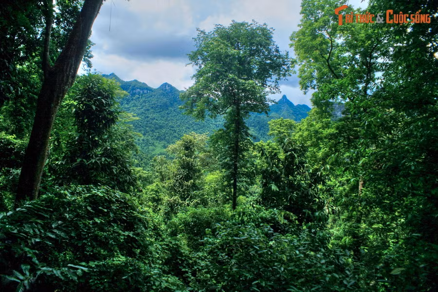Một góc rừng nguyên sinh của Vườn quốc gia Phong Nha - Kẻ Bàng.