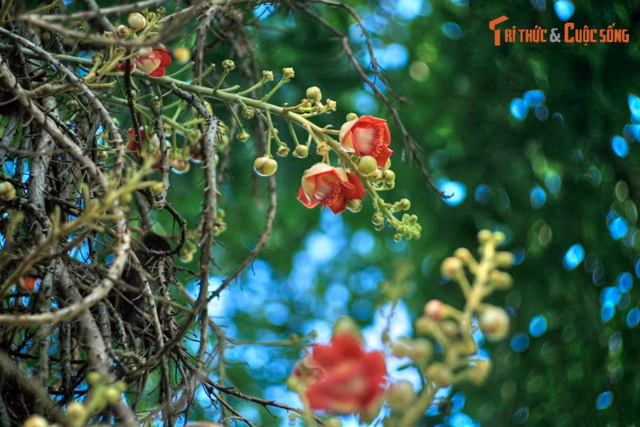 Hoa đầu lân đơm suốt từ gốc lên đến gần ngọn, chùm hoa dài ra liên tục có thể tới 3 mét.