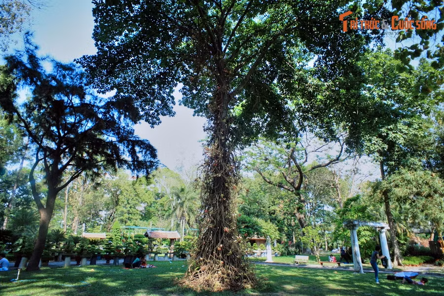 Là loài cây thân gỗ thuộc họ Lộc vừng (Lecythidaceae), cây đầu lân có thể đạt đến chiều cao 30-35 mét khi trưởng thành.