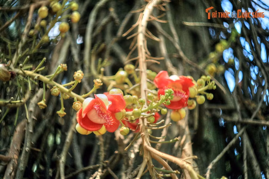 Hoa có một mùi thơm đặc trưng, có thể ngửi thấy từ khá xa, hấp dẫn nhiều loài ong đến thụ phấn.