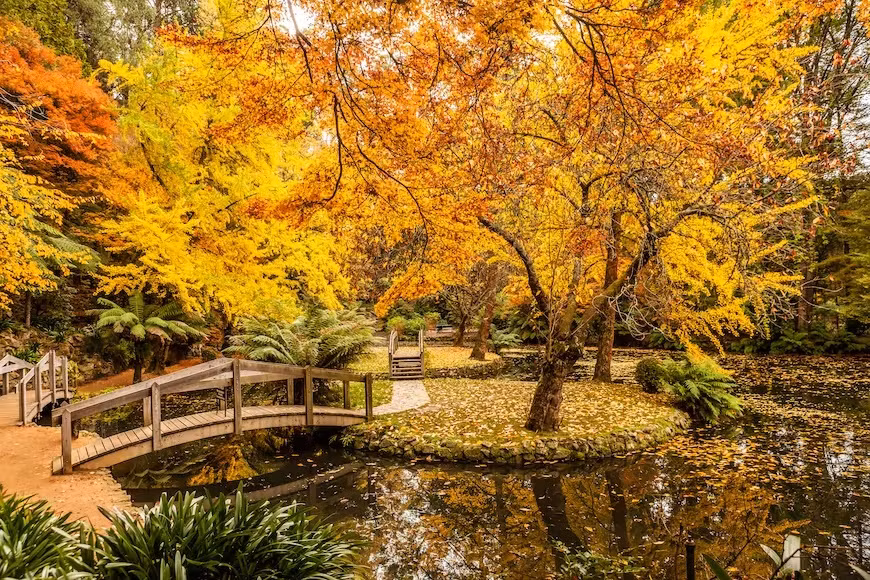 Dandenong Ranges, Úc: Ngắm nhìn mùa thu lá vàng trên dãy Dandenong gần Melbourne chắc chắn không làm bạn thất vọng. Vườn Tưởng niệm Alfred Nicholas là nơi đáng để ghé thăm mùa thu này.