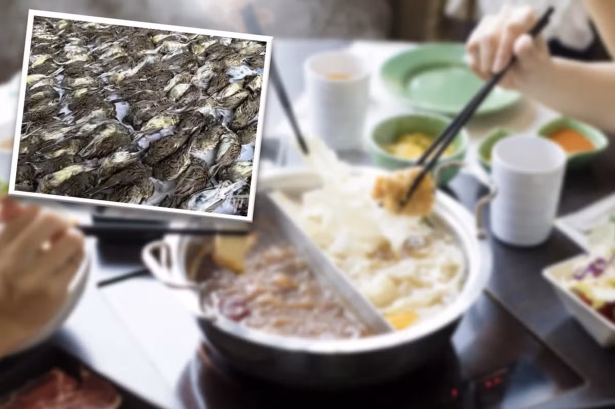 Doi mat an tu 10 nam vi giet thit 1.000 con chim hoang da