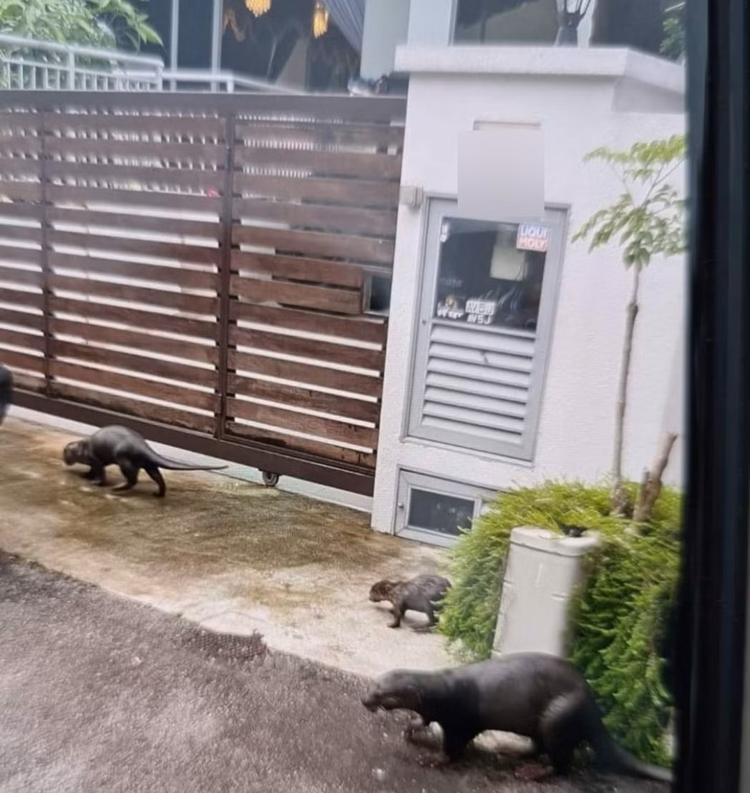 Rai ca an sach dan ca Koi, chu nha bat luc chiu mat mat-Hinh-2