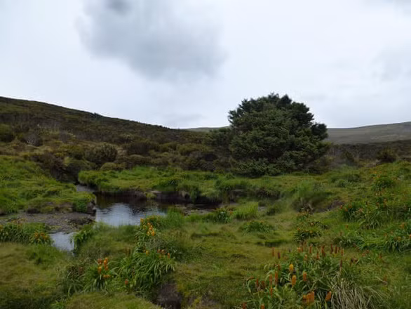 Cây vân sam Sitka trên đảo Campbell ở New Zealand được coi là 'cây cô đơn nhất' trên thế giới bởi “người bạn” gần nhất cũng mọc cách đó 220km, thuộc quần đảo Auckland.