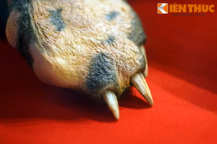 Chân rùa có những chiếc móng dài, nhọn hoắt.