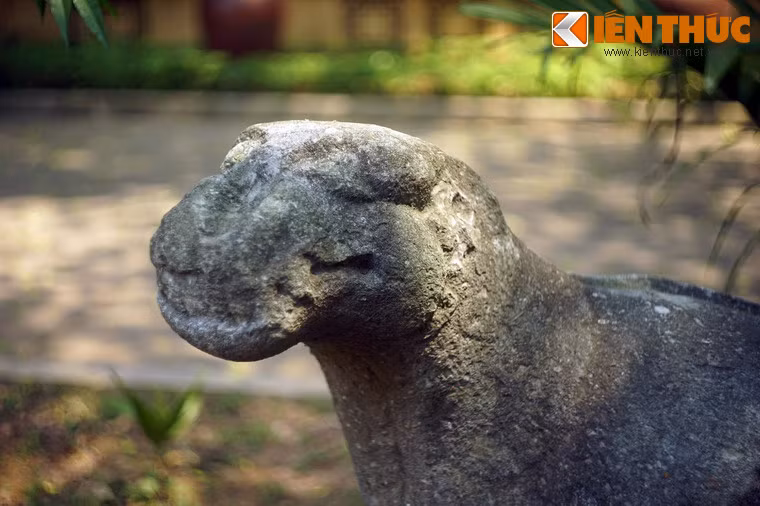 Đầu hổ hơi ngóc lên, mắt hướng về phía trước, đôi tai dỏng lên như đón nghe một tiếng động nào vọng từ nơi xa thẳm.