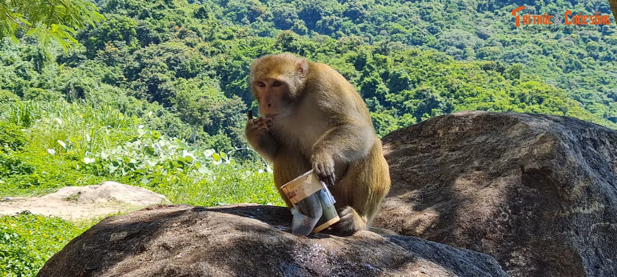 Một chú khỉ đang khám phá ly trà sữa