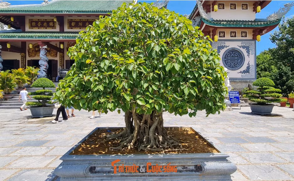 Một gốc bồ đề.