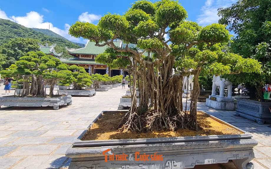 Đã tạo nên một khung cảnh đẹp đến nao lòng.