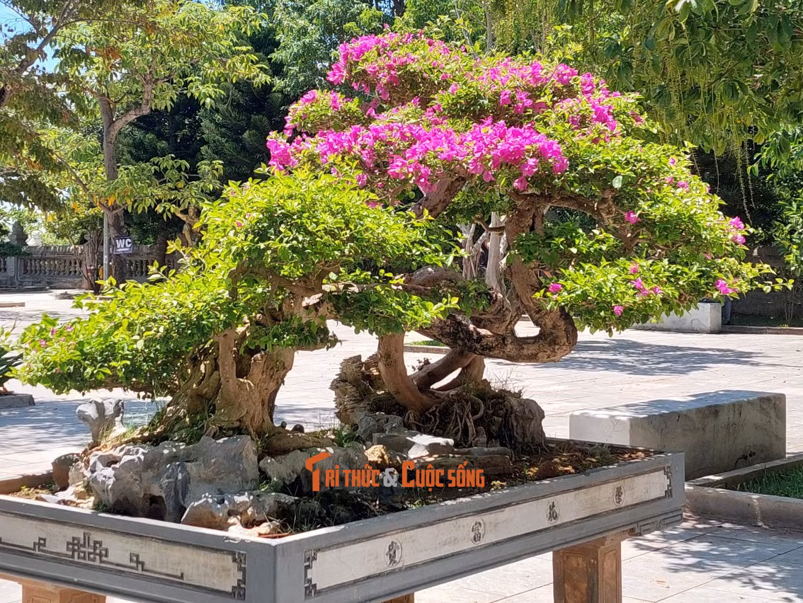 Và cả những chậu hoa giấy rực rỡ.