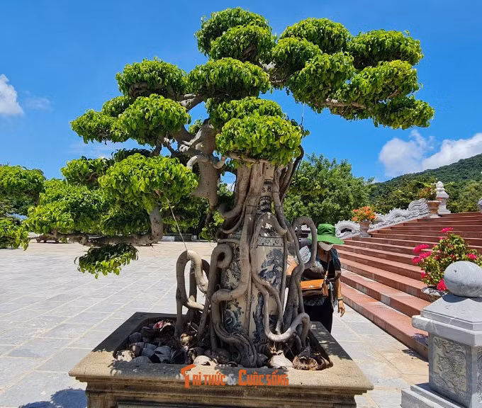 Một gốc sanh độc đáo.