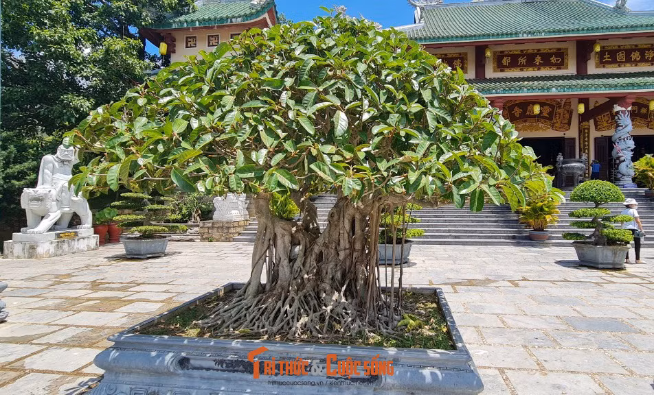 Nhiều cây có bộ rễ rất đẹp.