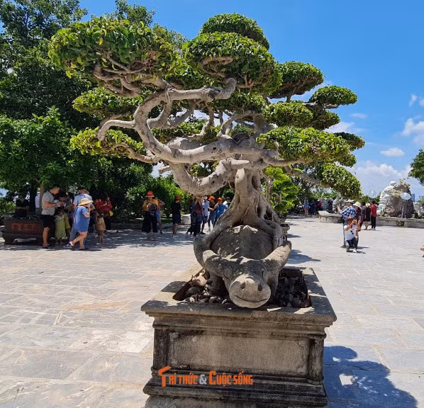 Những cây bonsai khiến ai cũng phải trầm trồ.