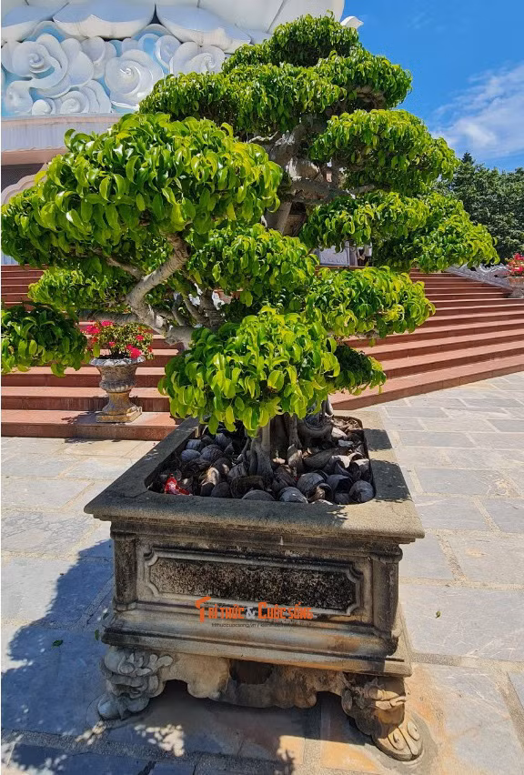Những chậu bonsai khiến bạn không thể rời bước.