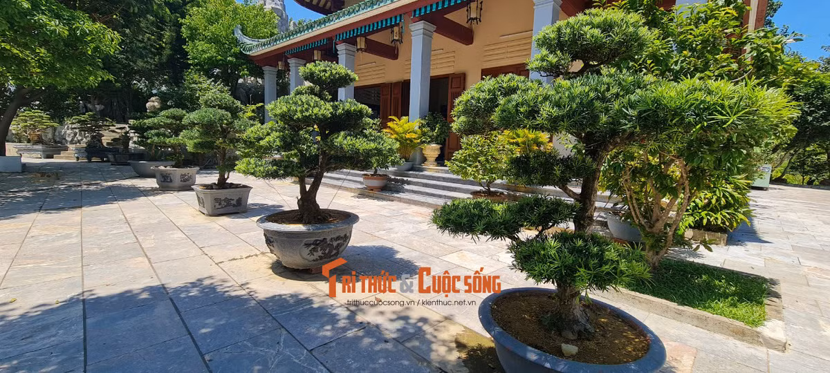 Các loại tùng cũng xuất hiện nhiều nơi.