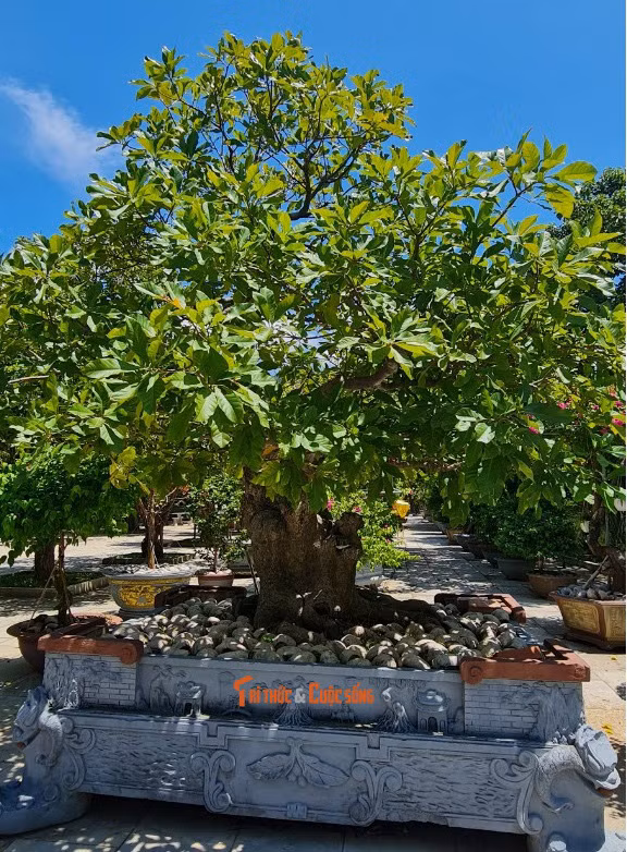 Gốc lộc vừng xanh tốt.