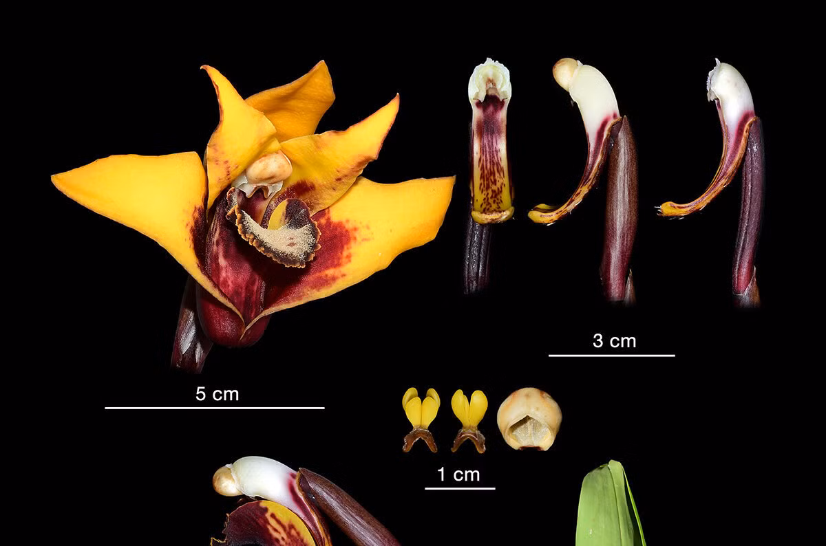 Ba loài lan mới được phát hiện bởi Tiến sĩ Francisco Tobar Suarez đến từ Instituto Nacional de Biodiversidad và các đồng nghiệp của ông từ Ecuador và Thụy Sĩ.