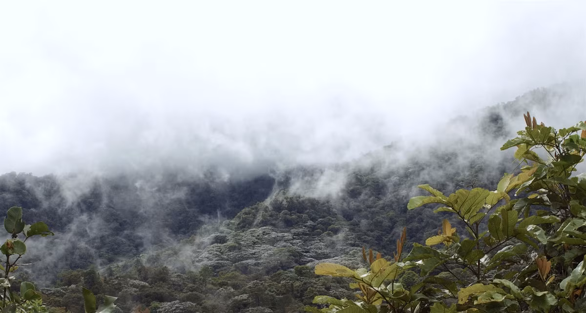 Các tác giả cho biết: “Chúng là bằng chứng cho thấy Ecuador - một trong những quốc gia rộng lớn trên thế giới ẩn chứa nhiều sự đa dạng sinh học hơn đang chờ được khám phá”.