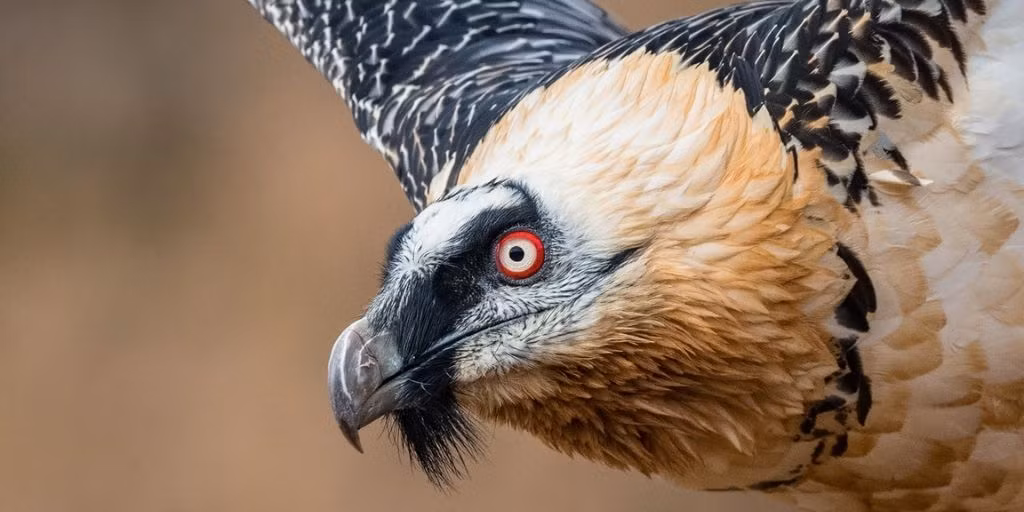 Kền kền râu (hay còn gọi là Lammergeier hoặc Lammergeyer), sải cánh: 3 mét: là một trong những loài chim săn mồi lớn nhất thế giới cả về trọng lượng và sải cánh. Được tìm thấy ở miền nam châu Âu, chúng chỉ sống ở các khu vực miền núi, nó rất dễ phát hiện với 'tóc mai' màu đen và vòng đỏ quanh mắt, chim có xu hướng không săn con mồi sống, mà thích ăn xác động vật.