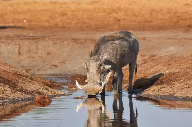 Lợn rừng châu Phi (Warthog). Khuôn mặt xấu xí của lợn rừng châu Phi bao gồm cái mũi đặc trưng của loài lợn nhưng “đi kèm” răng nanh vểnh ra hai bên, phần bờm trên lưng… Loài lợn này sinh sống ở các thảo nguyên, rừng cây bụi hoặc rừng gỗ ở khu vực cận Sahara. (Ảnh: Lennart Va Den Berg/EyeEm/Getty Images).