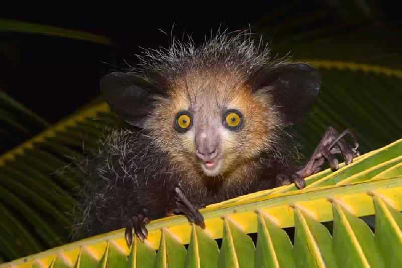 Khỉ Aye-aye. Chúng có các đặc điểm như “bàn tay phù thủy”, tai to, mắt lớn và thường xuyên mở,… để thích nghi với môi trường kiếm ăn ban đêm. (Ảnh: Thorsten Negro/Getty Images).