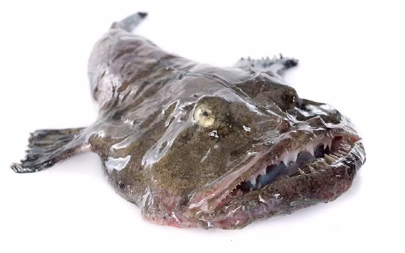 Loài cá Monkfish. Những con cá Monkfish có vẻ ngoài kỳ dị với bộ lông sần sùi, cái miệng rộng đầy những chiếc răng giống dao cạo. Nhìn loài cá này giống như quái vật biển, khiến nhiều người không muốn ăn loài cá này trong nhiều năm. (Ảnh: Andrei Nekrassov/Shutterstock).