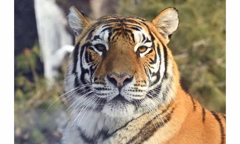 Tổ chức Amur Tiger Center cho biết, ca phẫu thuật đã thành công nhưng vẫn còn quá sớm để đưa ra bất kỳ dự đoán nào, và liệu có thể thả chú hổ con trở lại tự nhiên hay không.