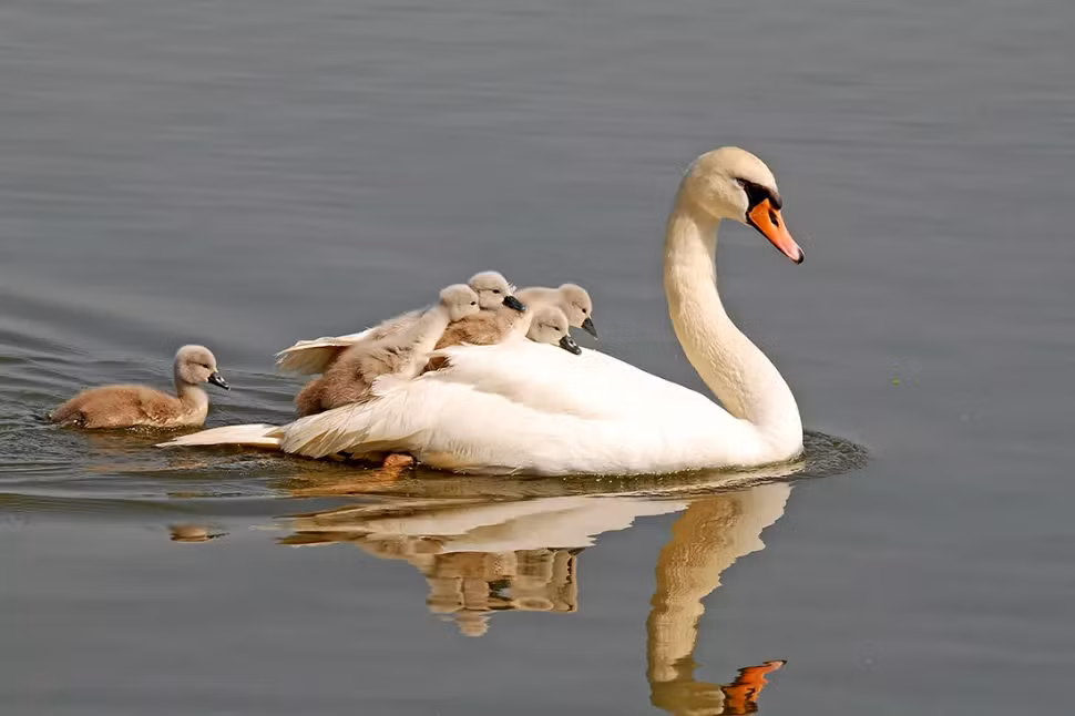 Thiên nga - loài chim nước lớn nhất thế giới, được công nhận rộng rãi vì lòng trung thành với bạn tình và được biết đến là cặp đôi suốt đời. Nhưng các bà mẹ thiên nga cũng được quan sát là đã dành sự quan tâm đặc biệt dành cho con của chúng, bằng cách đóng vai trò như một thiết bị nổi tạm thời để giúp những con nhỏ khi chúng học bơi ở giai đoạn đầu đời.