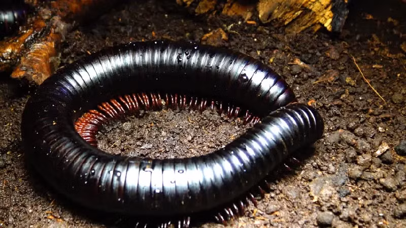 Rết khổng lồ châu Phi Millipede. Loài quái vật này có chiều dài hơn 15 inch (khoảng 38 cm) và độ dày trung bình 7.62 cm. Con rết này có khoảng 256 chân, số lượng chính xác thay đổi theo mỗi lần lột xác. (Ảnh: Owlcation).