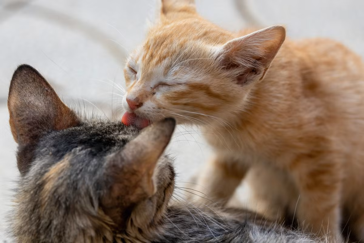 Mèo chải chuốt bộ lông của chúng với sự hỗ trợ của hàng trăm chiếc gai nhọn, hướng về phía sau trên lưỡi của chúng.