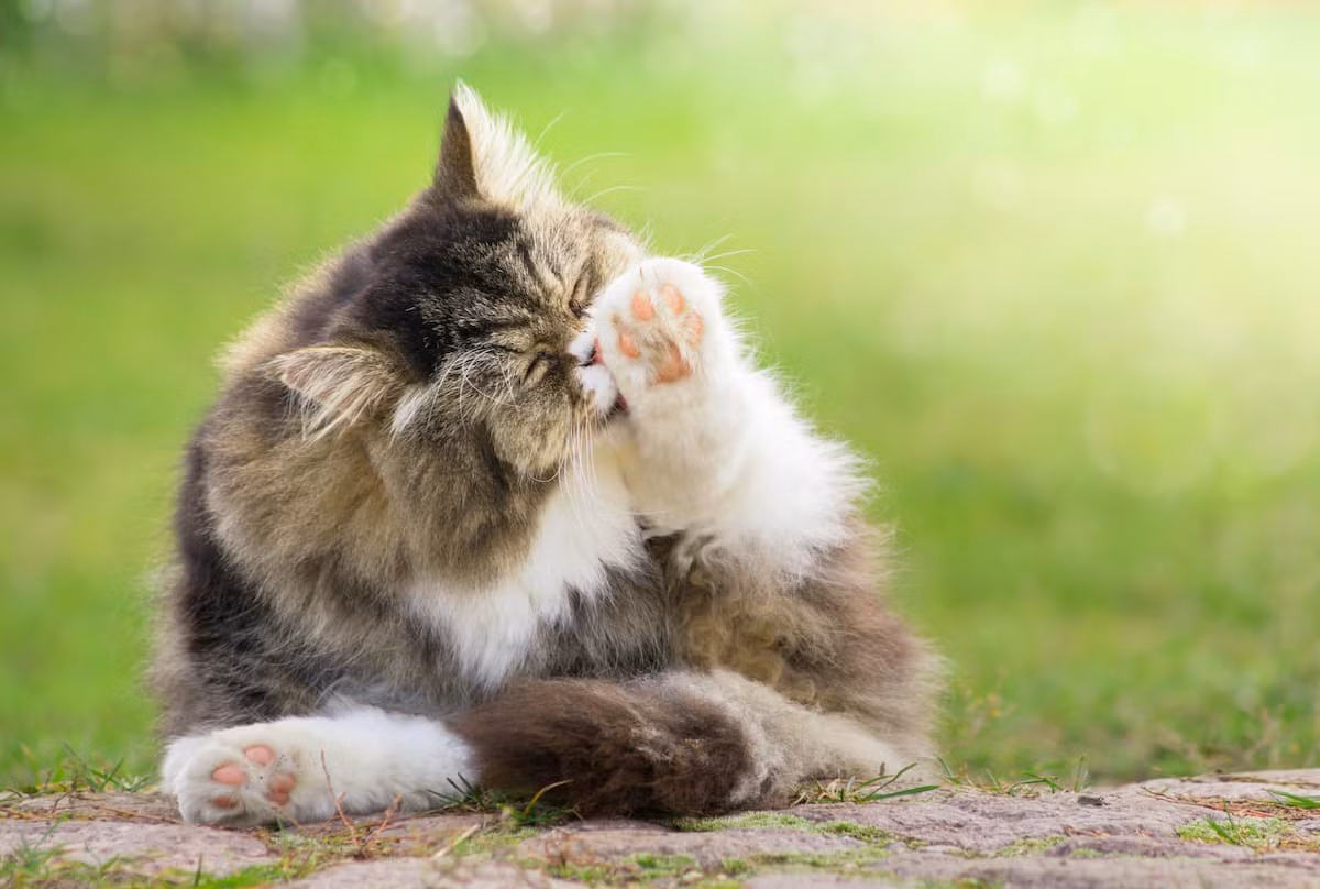 Ngoài ra, "mèo mẹ liếm mèo con của mình để xoa dịu chúng và giữ chúng sạch sẽ. Bất cứ ai từng nuôi mèo con mồ côi đều biết rằng đó là công việc toàn thời gian cố gắng giữ cho bộ lông của mèo con mới sinh được sạch sẽ”, Vitale nói.