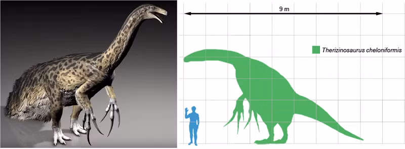 Khủng long Therizinosaurus. Therizinosaurus cheloniformis là cơn ác mộng của kỷ Phấn trắng (kỷ Creta) muộn. Nó có móng vuốt dài hơn 91cm. Loài này được ước tính dài khoảng 10m, gần bằng kích thước xe buýt đưa đón học sinh ở trường học. (Ảnh: Fieldmuseum.org).