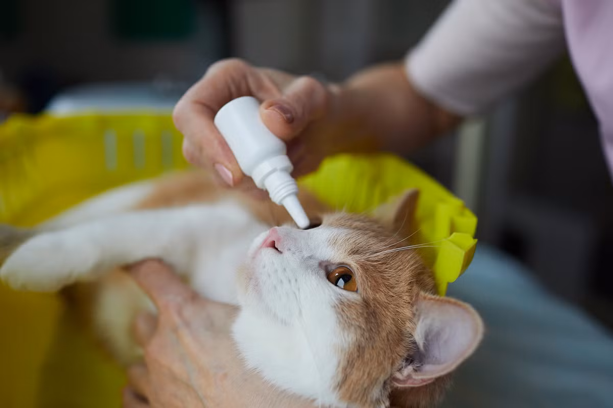 "Mèo là loài ăn thịt bắt buộc, có nghĩa là chúng phải ăn thịt để duy trì sức khỏe. Chúng không thể sản xuất một số protein cần thiết và phải ăn chúng từ nguồn bên ngoài. Nhiều con mồi tiềm năng của chúng hoạt động vào ban đêm hoặc trong ánh sáng yếu”. 