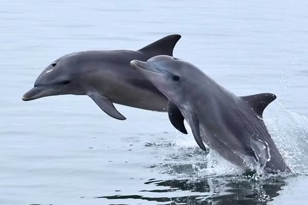 Họ phát hiện ra rằng cá heo đã dành khoảng ba lần nếm nước tiểu dài từ những con cá heo lạ như chúng đã làm từ những con quen thuộc. Điều này cho thấy rằng cá heo có thể xác định các đối tượng đồng loại được biết đến theo hương vị.