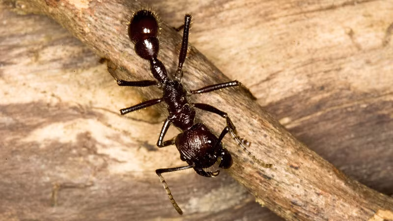 Kiến đạn (tên khoa học: Paraponera Clavata) hay còn được gọi là “kiến 24 giờ” chỉ dài hơn 2.54 cm. Giống như nhiều loài côn trùng, kiến đạn tồn tại nhờ chế độ ăn mật hoa và động vật chân đốt nhỏ bé. Tuổi thọ của nó rất ngắn, với rất ít kiến vượt qua mốc 90 ngày. (Ảnh: Internet)